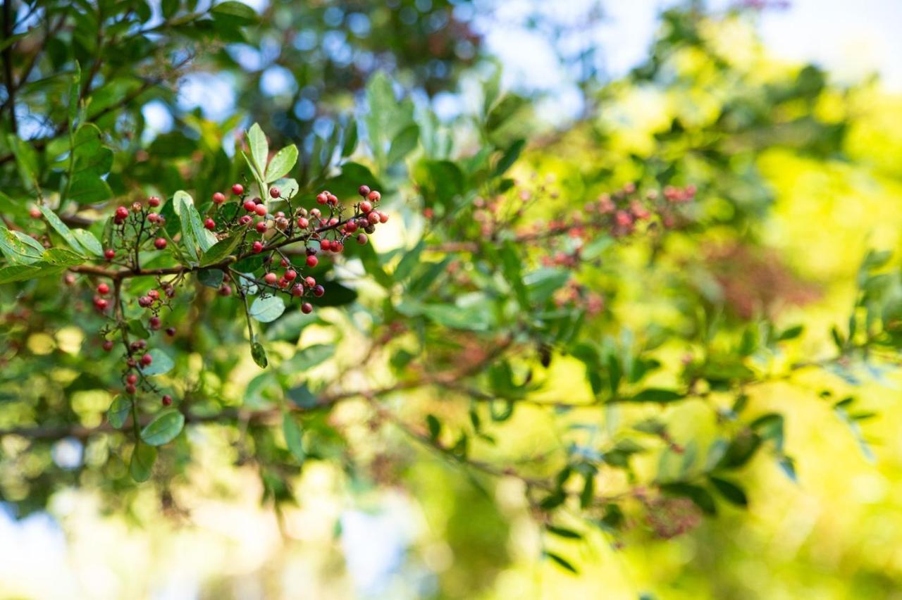 Chales Vinhas Da Harmonia L Pousada Em Cunha Sp Ngoại thất bức ảnh